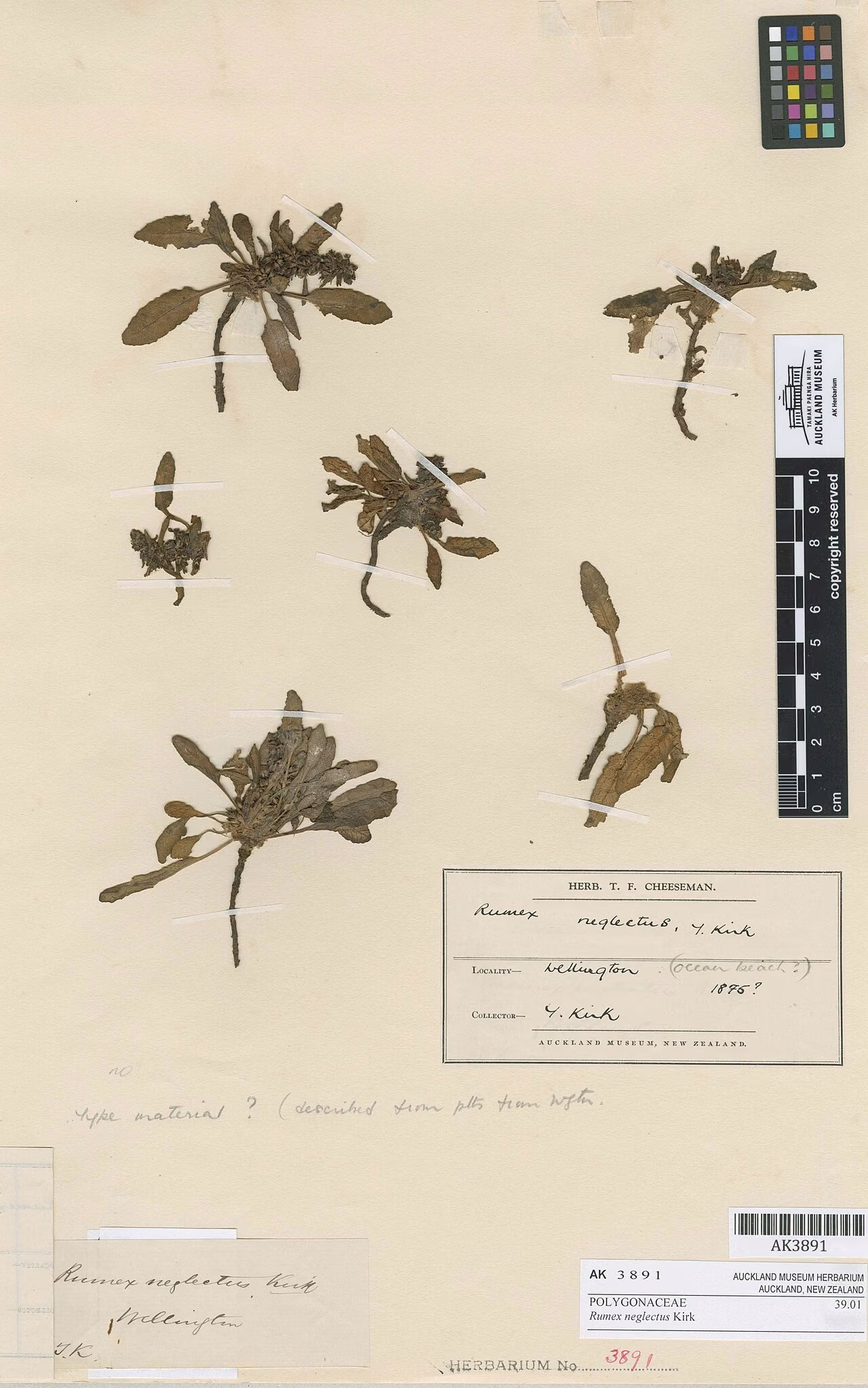 Rumex neglectus (Rumex neglectus)