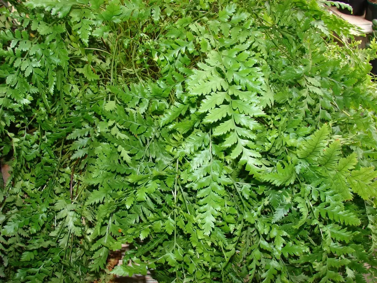 Leathery Shield Fern (Rumohra adiantiformis) showing glossy leathery divided fern fronds forming a tough green clump