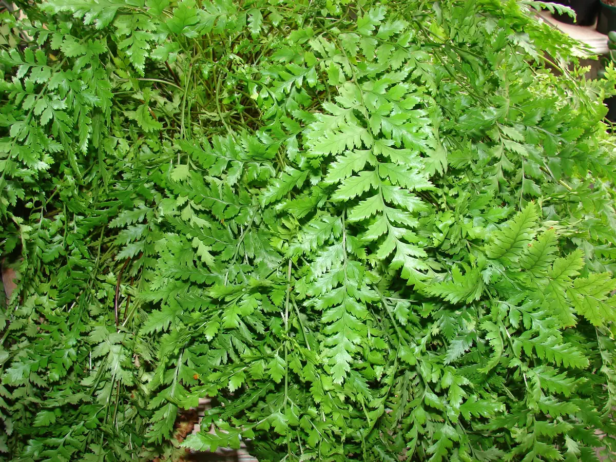 Leathery Shield Fern (Rumohra adiantiformis)