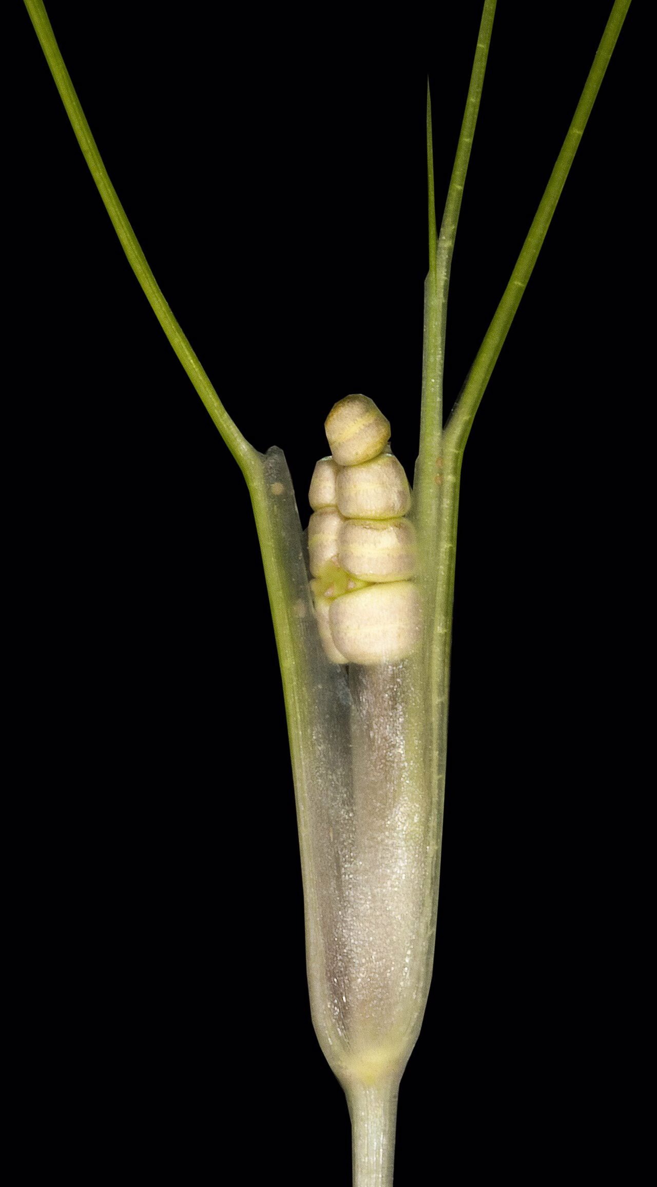 Ruppia polycarpa (Ruppia polycarpa)