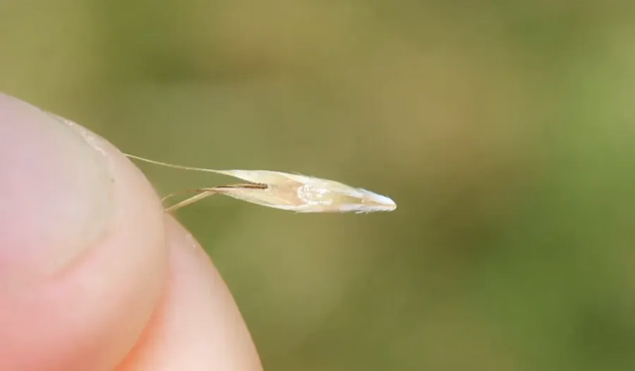 Rytidosperma Clavatum Grass (Rytidosperma clavatum)