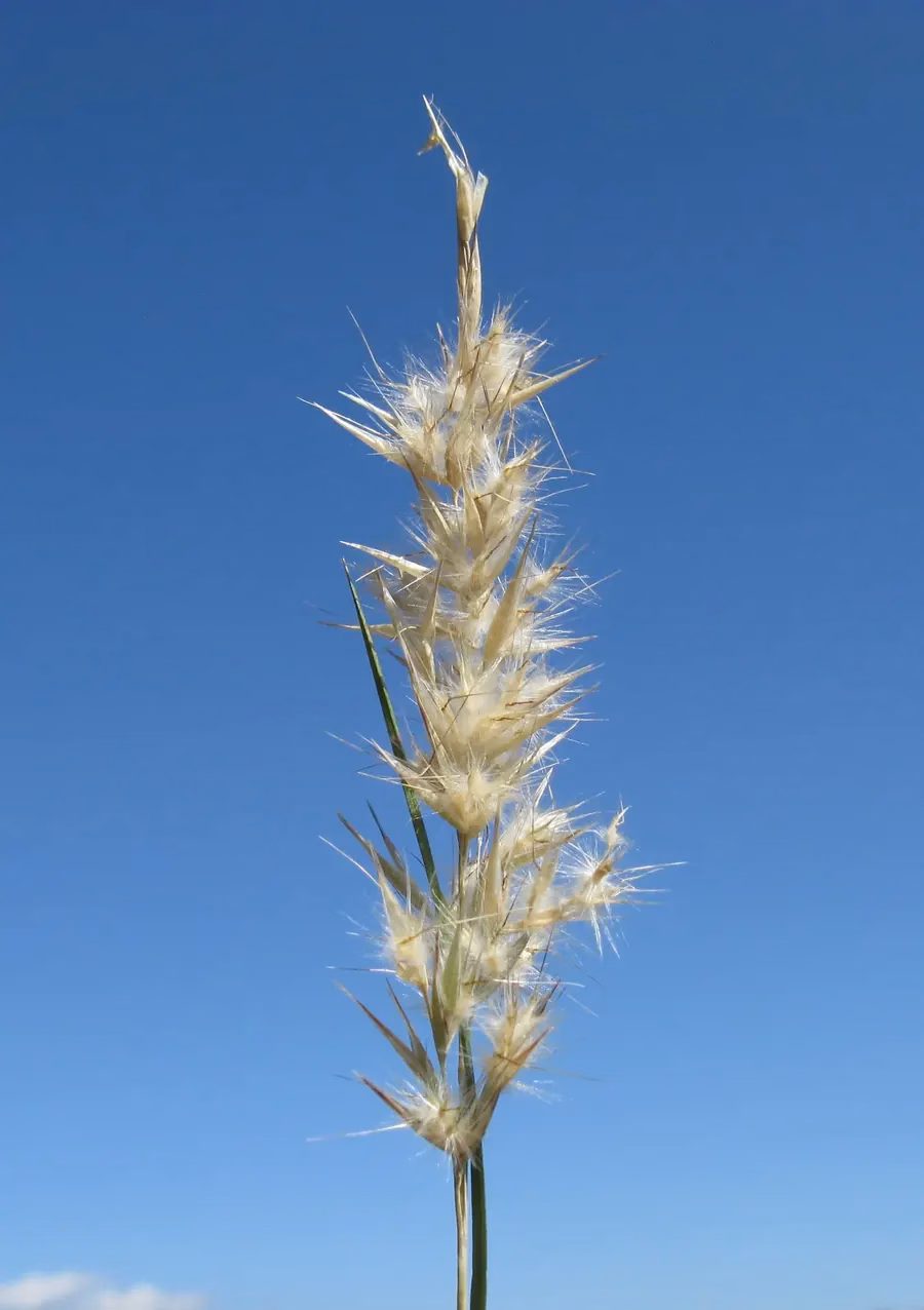 Rytidosperma Tenue Grass (Rytidosperma tenue)