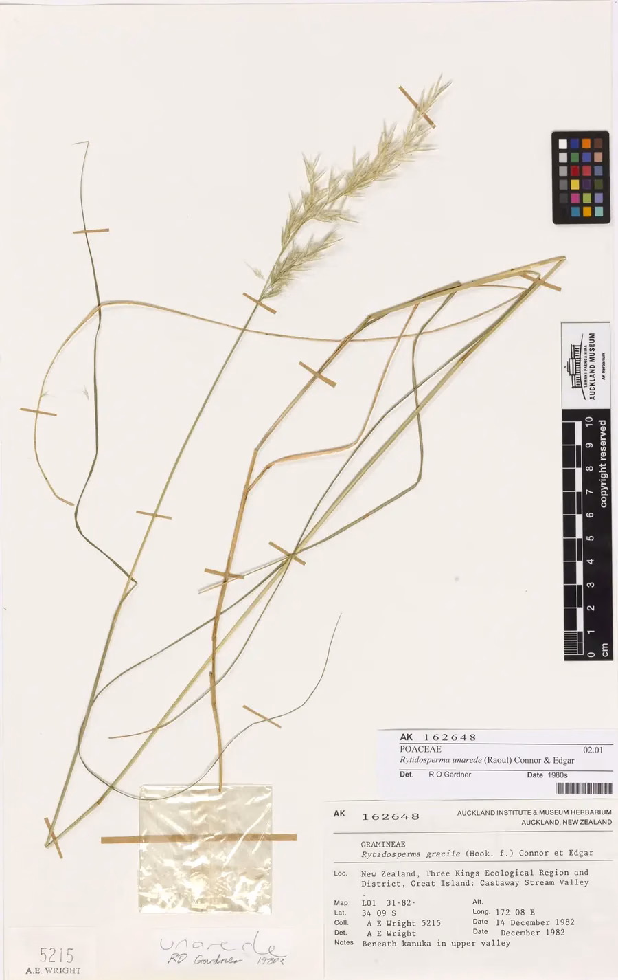 Rytidosperma Unarede Grass (Rytidosperma unarede)