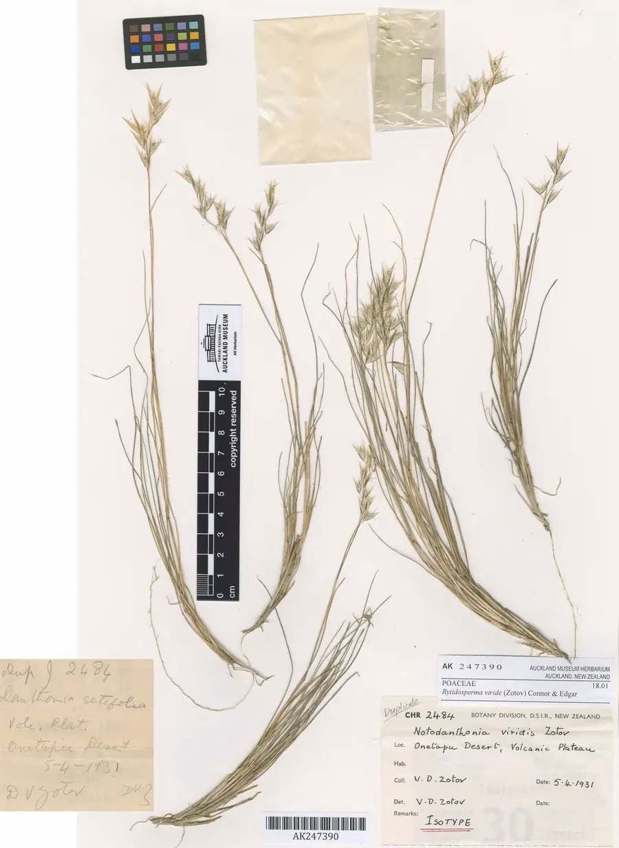 Rytidosperma Viride Grass (Rytidosperma viride)