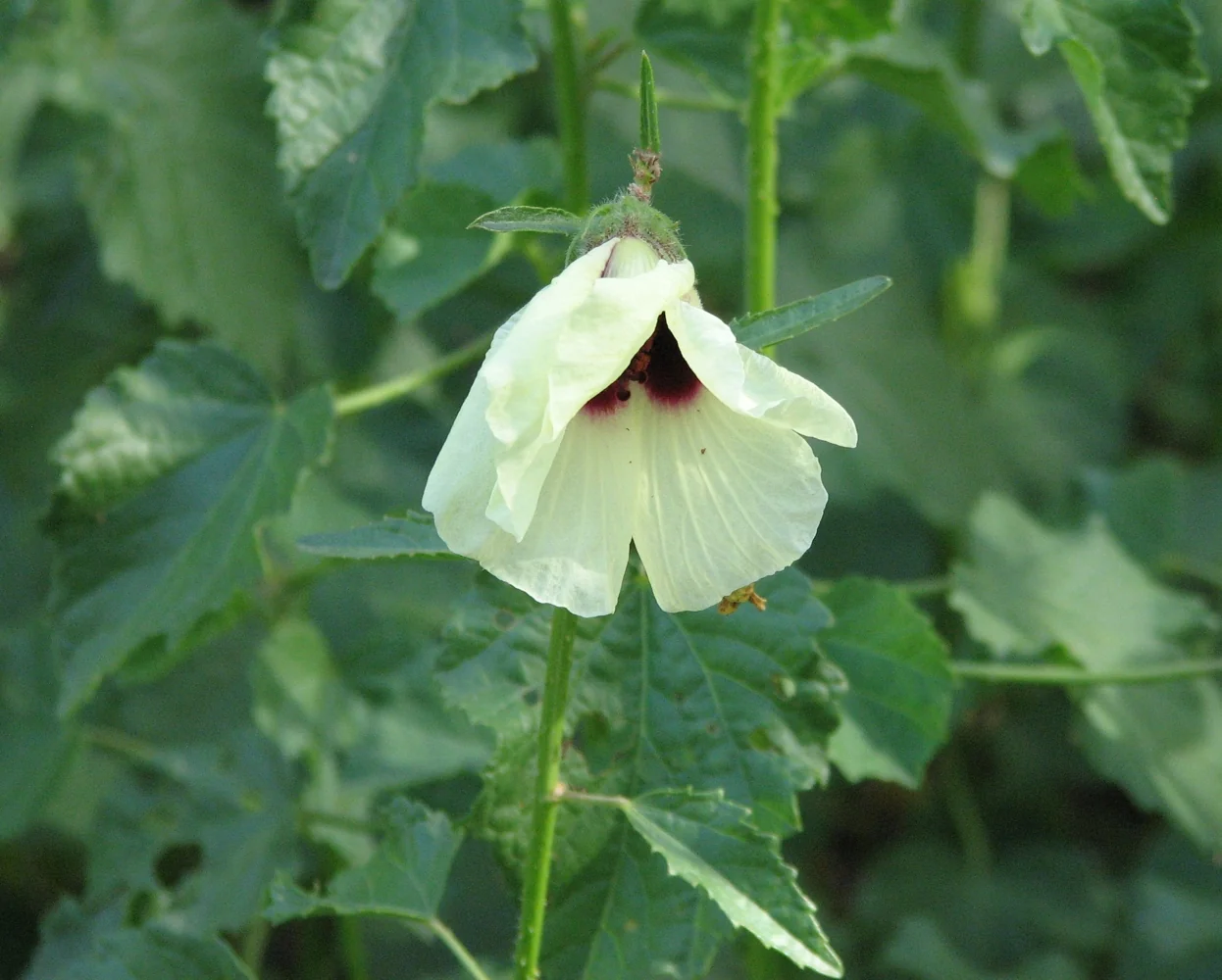 Sabdariffa Diversifolia Native Plant (Sabdariffa diversifolia)