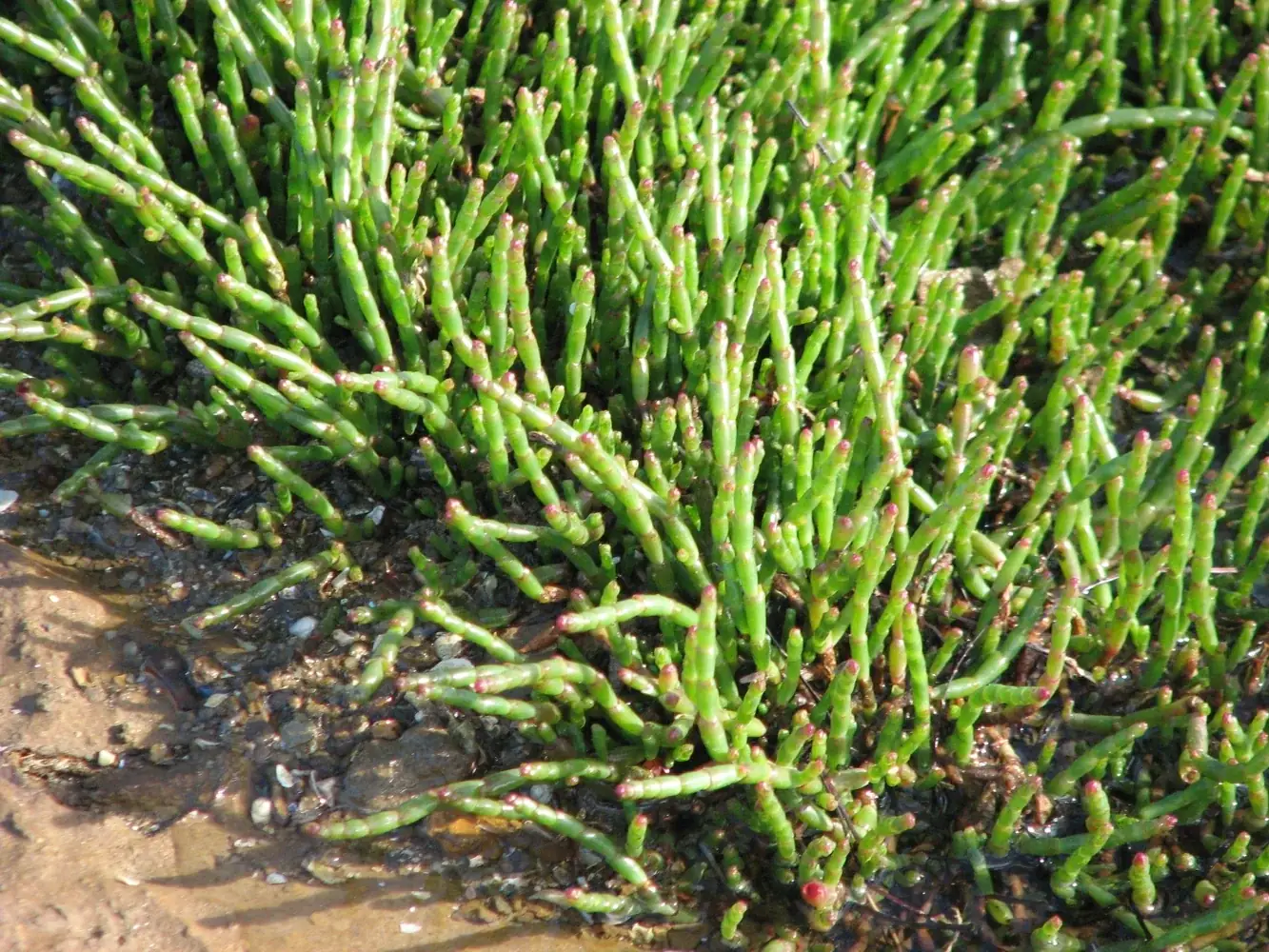Salicornia Quinqueflora Native Plant (Salicornia quinqueflora)