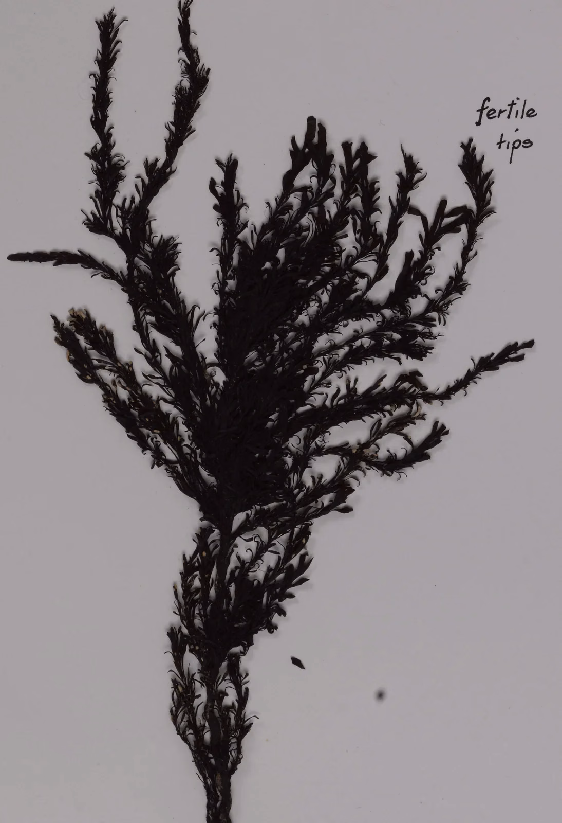 Sargassum Johnsonii Native Plant (Sargassum johnsonii)