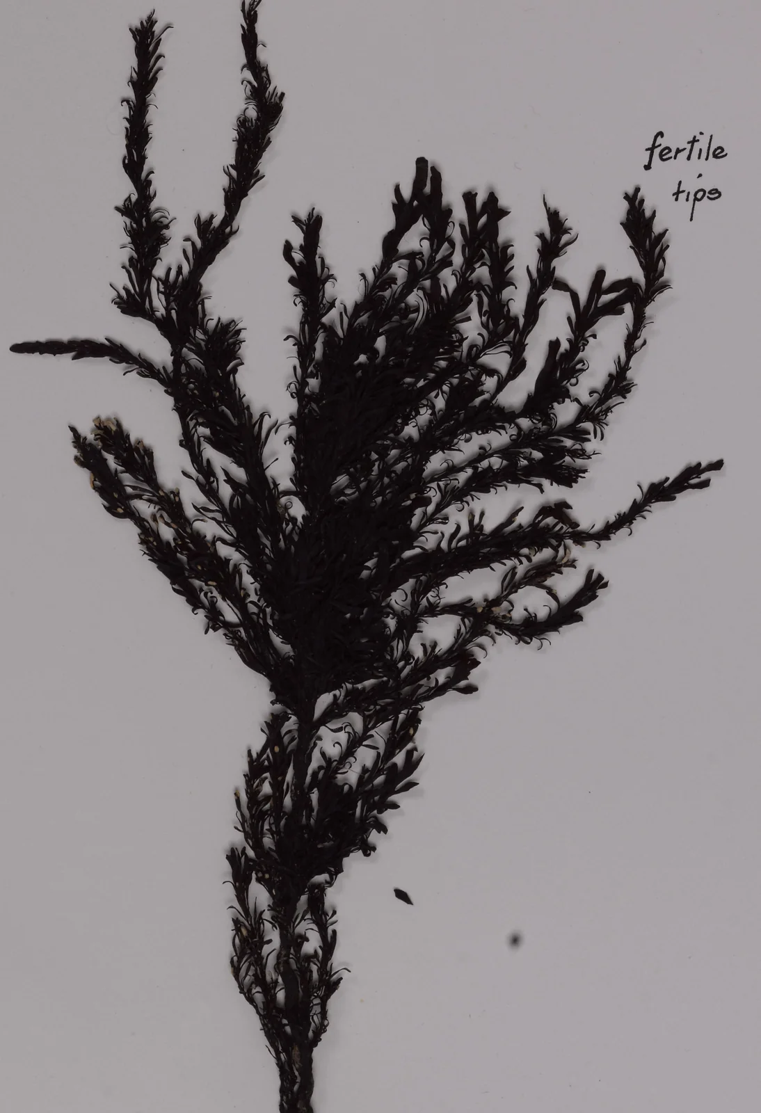 Sargassum Johnsonii Native Plant (Sargassum johnsonii)