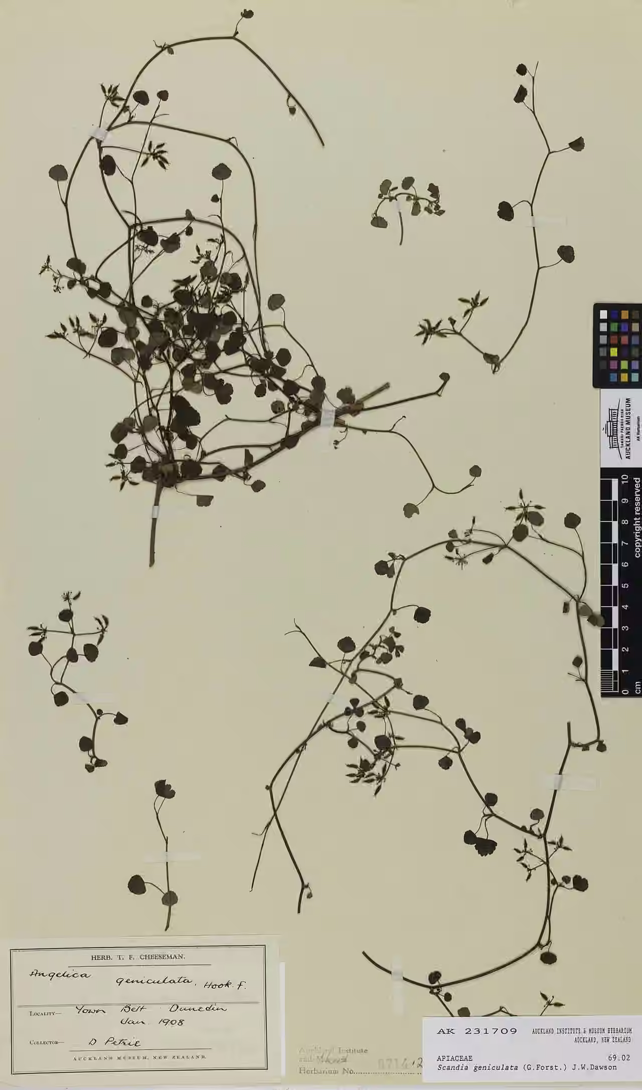 Scandia geniculata (Scandia geniculata)