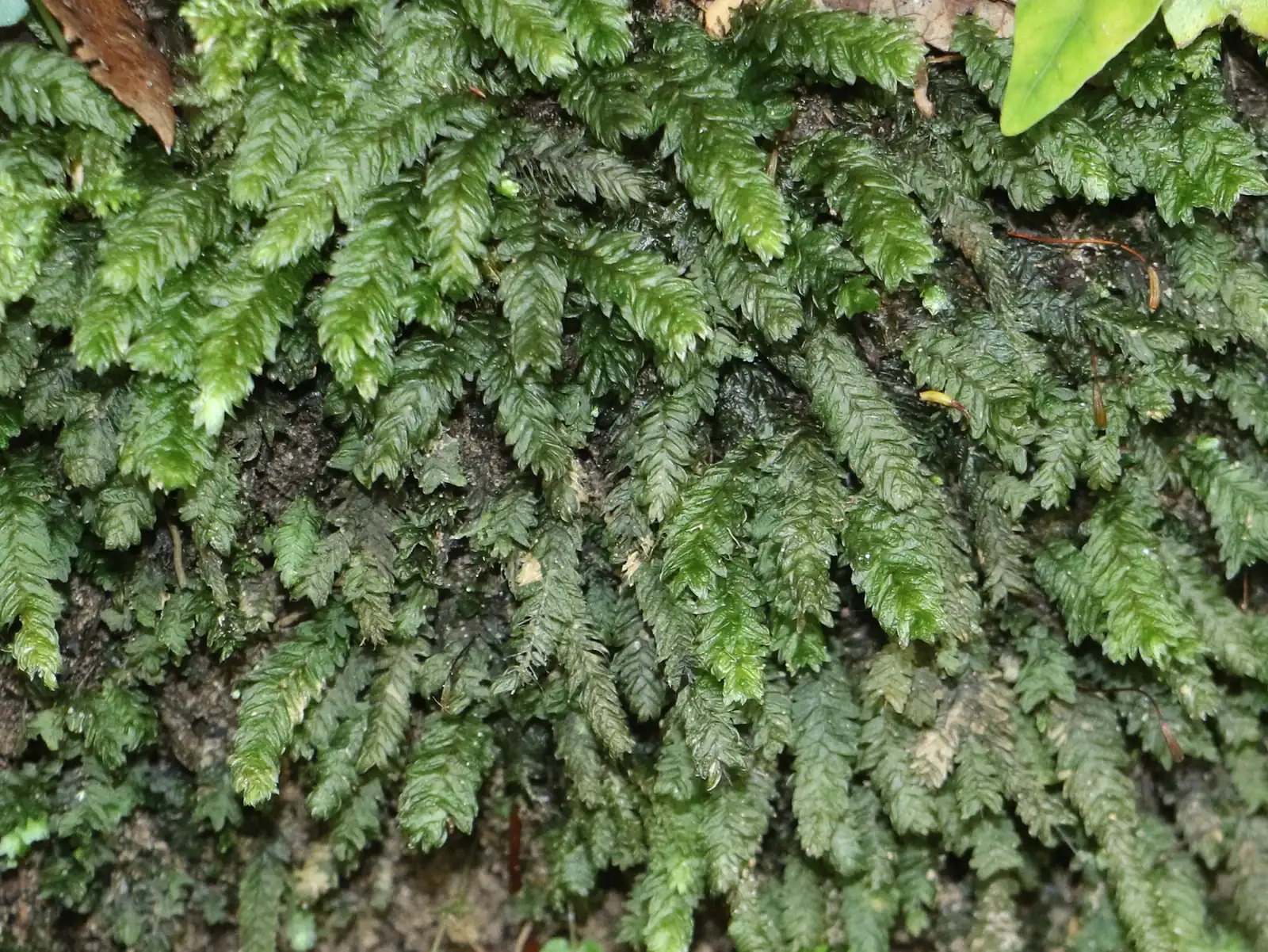 Schistochila Lehmanniana Native Plant (Schistochila lehmanniana)