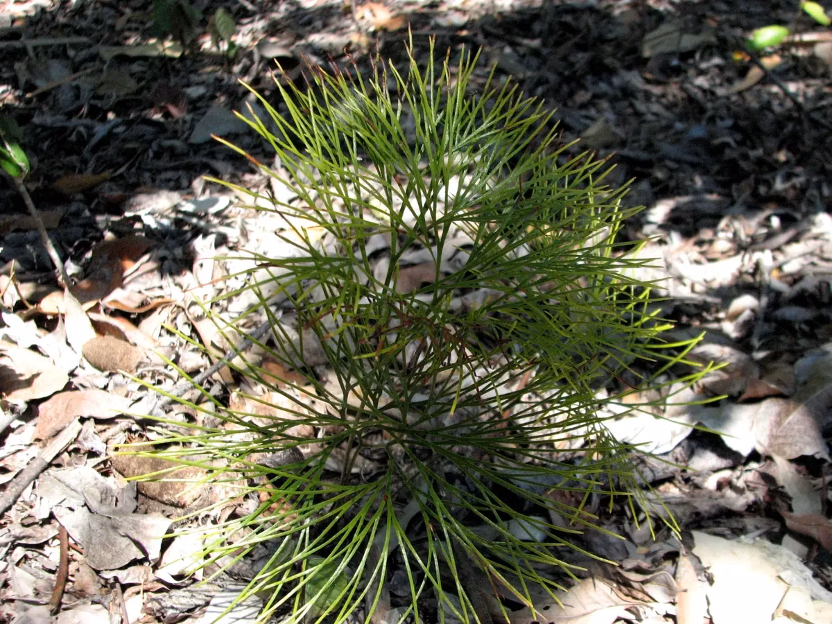 Fan Fern (Schizaea dichotoma)