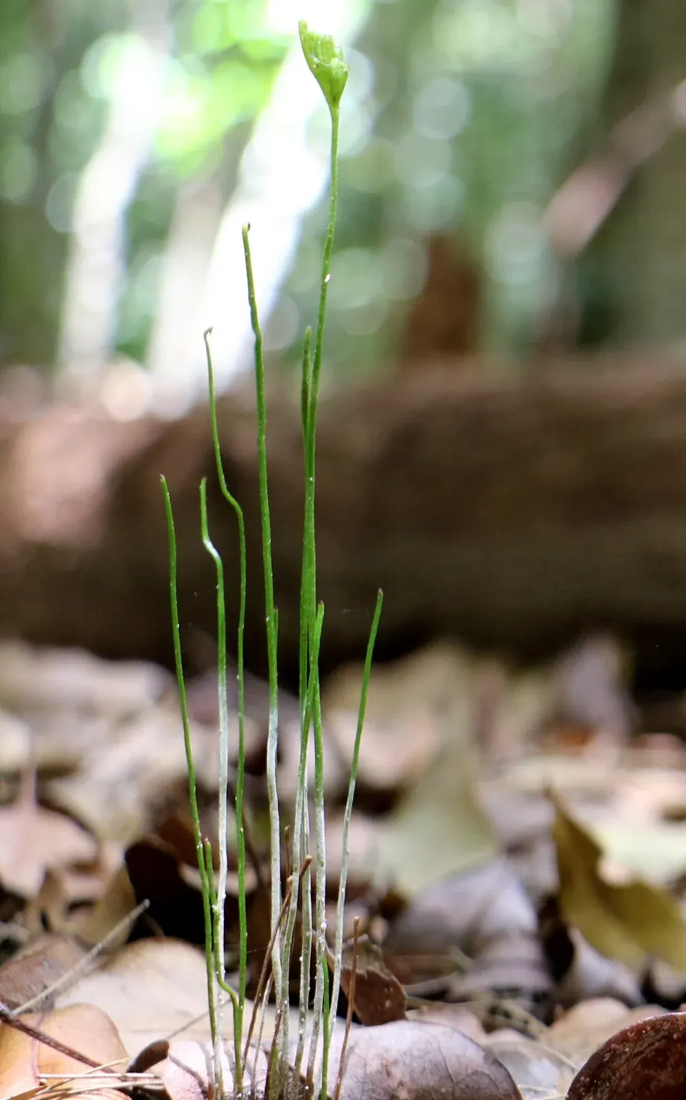 Reed Comb Fern (Schizaea fistulosa) showing thin reed-like green fern stems with tiny comb-like fertile tips in open wet heath
