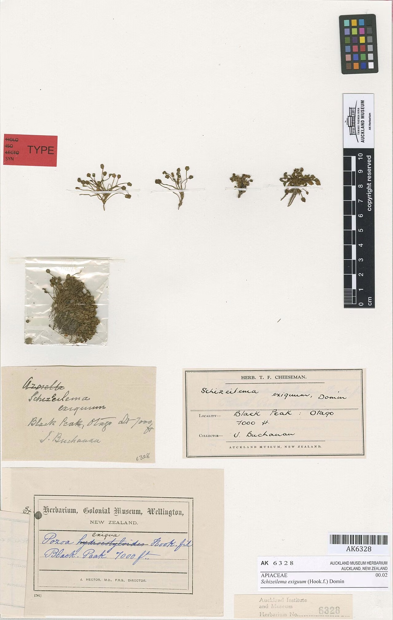 Schizeilema exiguum (Schizeilema exiguum)