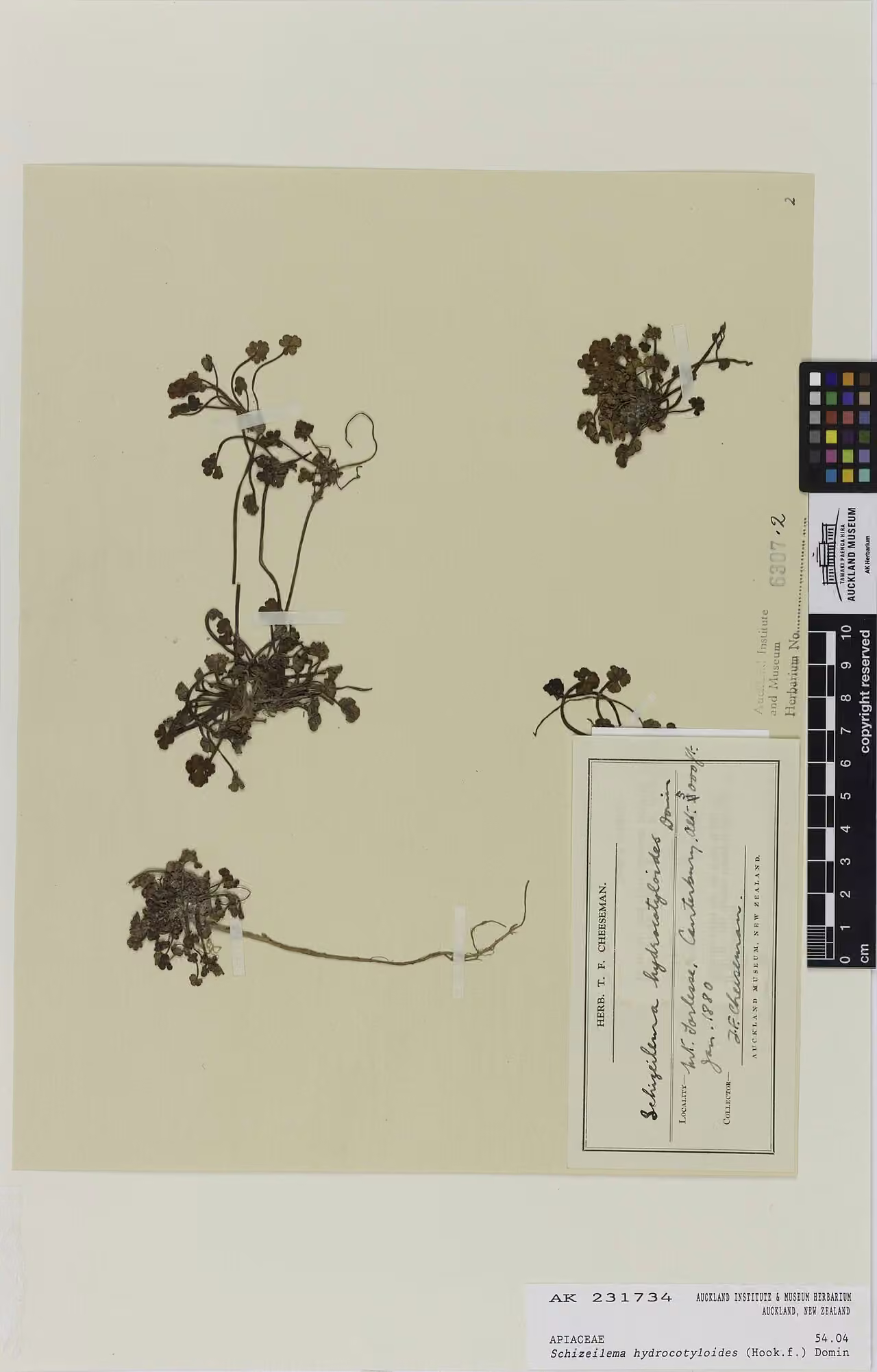 Schizeilema hydrocotyloides (Schizeilema hydrocotyloides)
