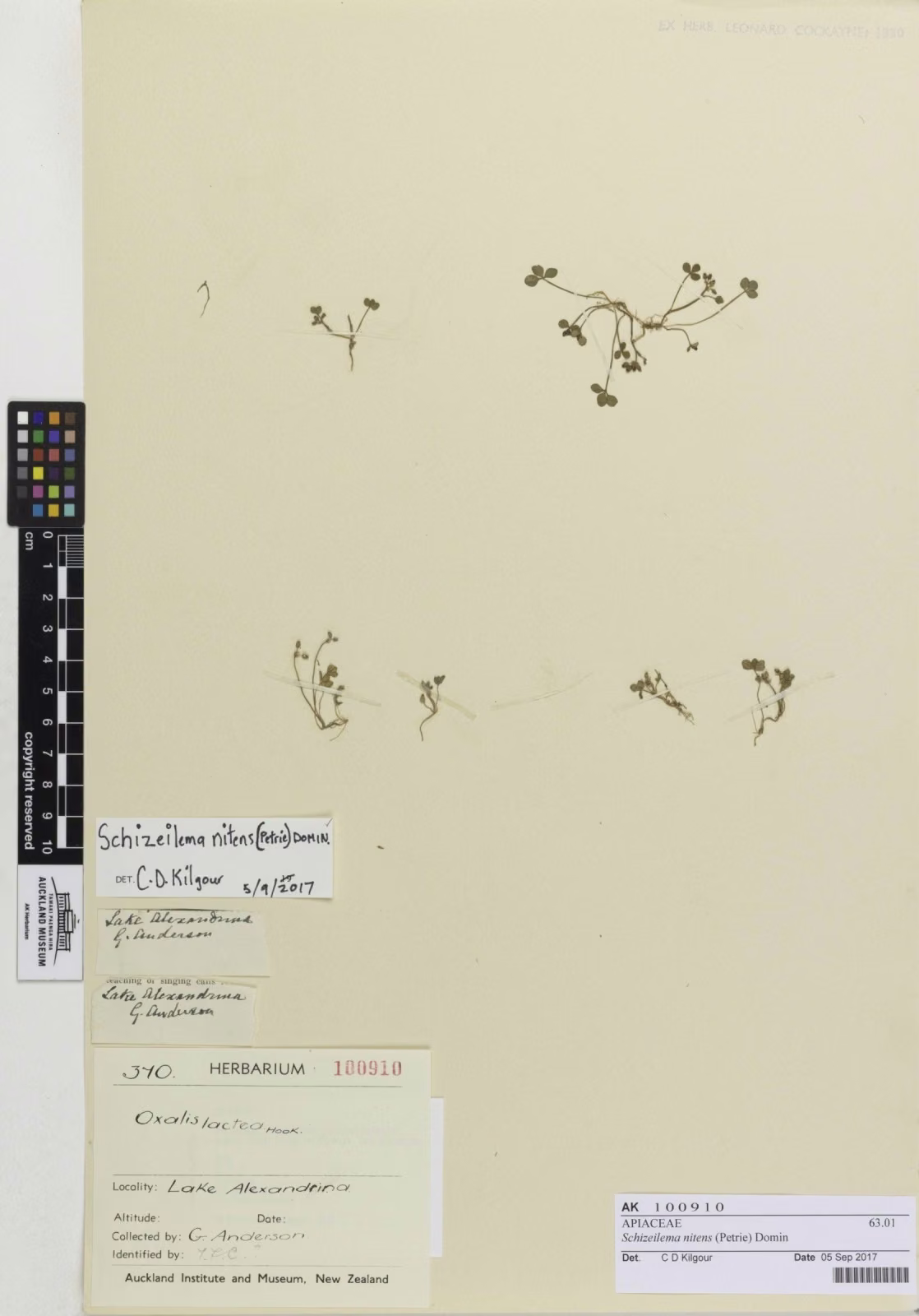 Schizeilema nitens (Schizeilema nitens)