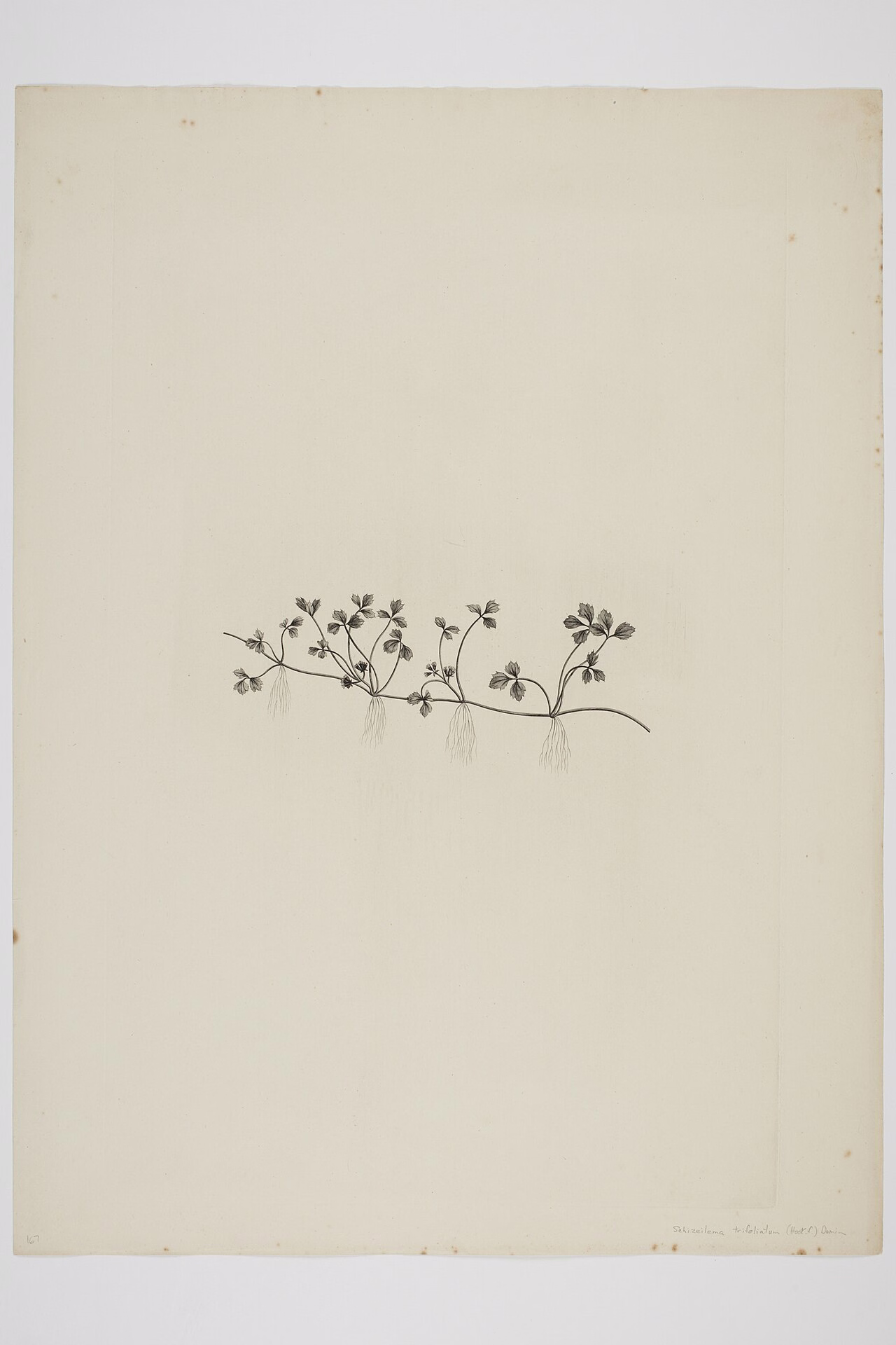 Schizeilema trifoliolatum (Schizeilema trifoliolatum)