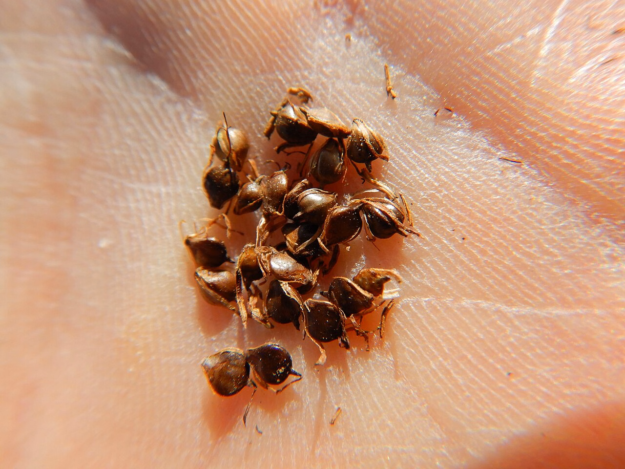 Schoenoplectus pungens (Schoenoplectus pungens)