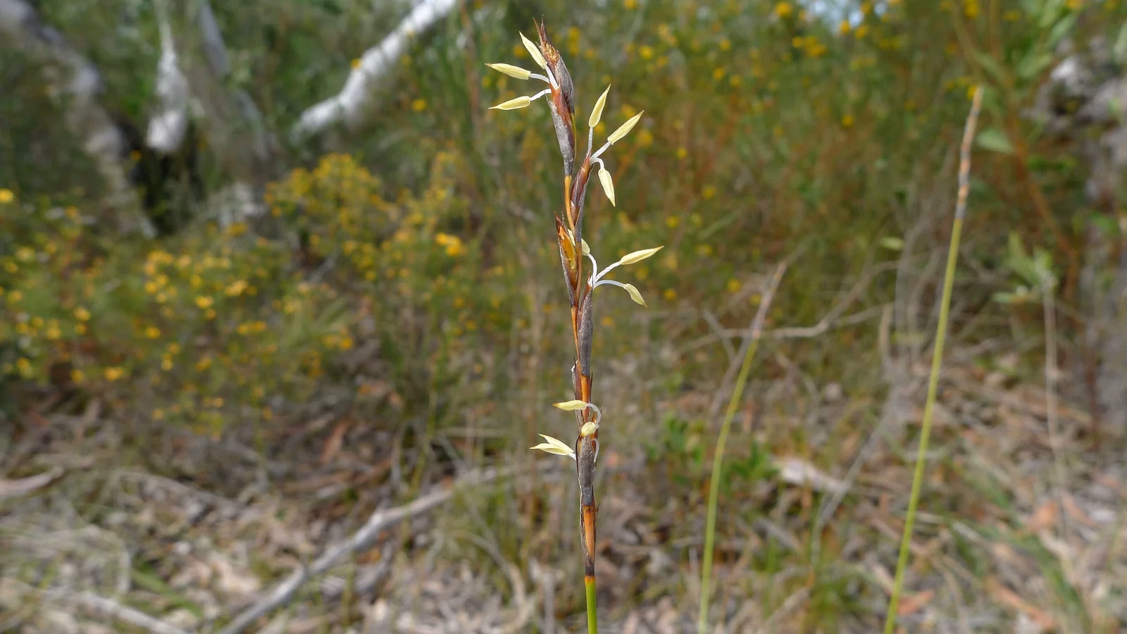 Schoenus Brevifolius Native Plant (Schoenus brevifolius)