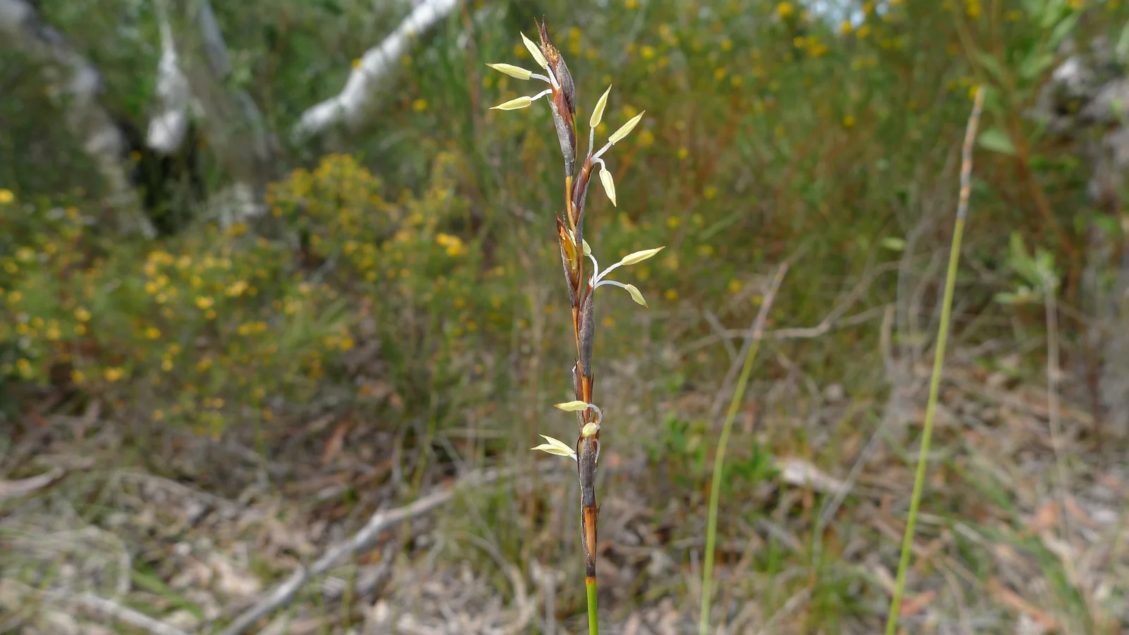 Schoenus Brevifolius Native Plant (Schoenus brevifolius)