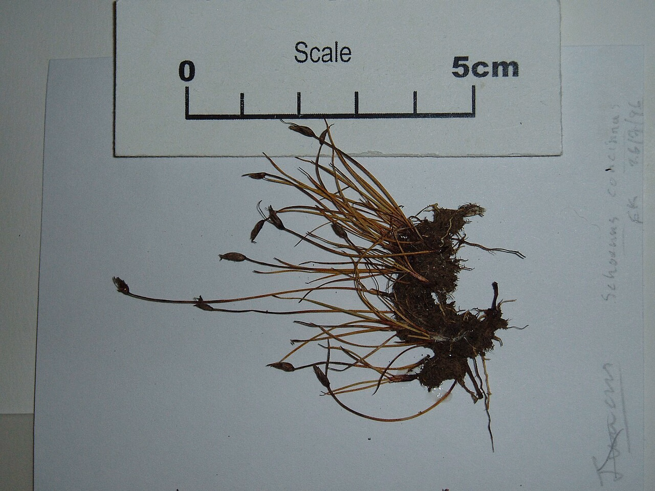 Schoenus concinnus (Schoenus concinnus)