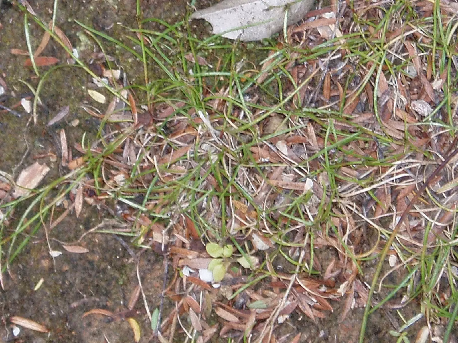 Schoenus Maschalinus Native Plant (Schoenus maschalinus)