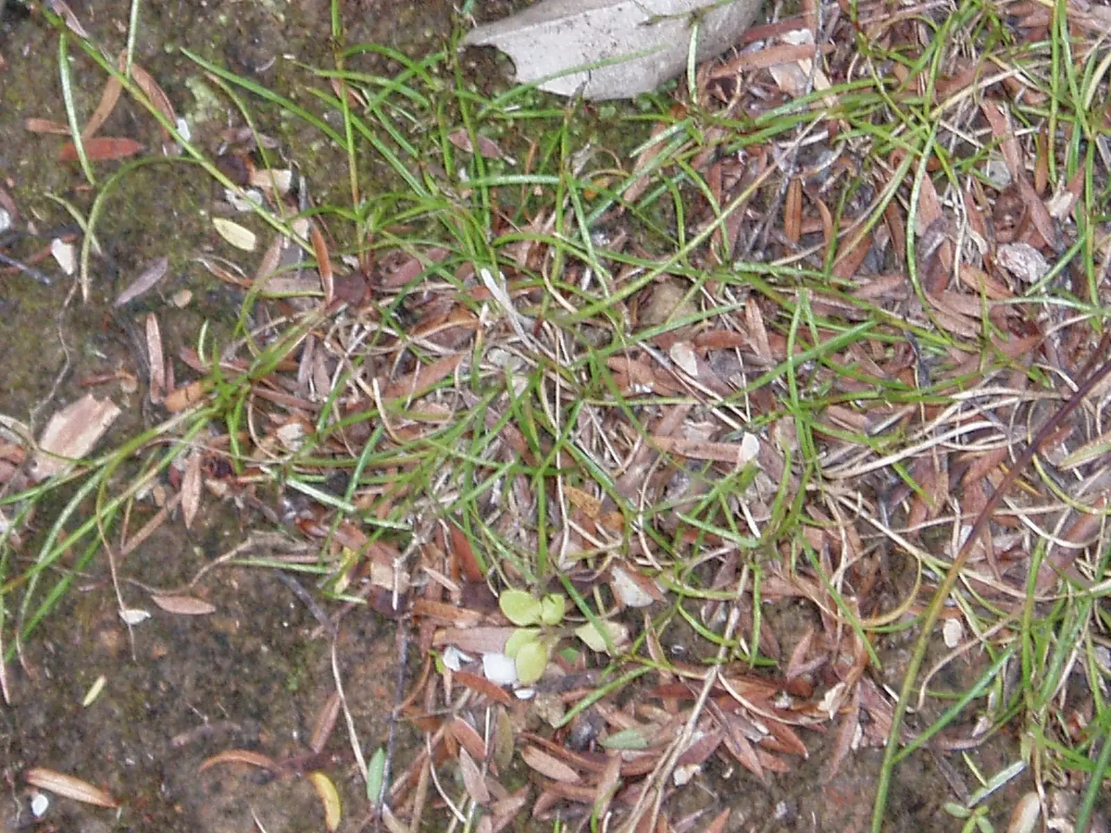 Schoenus Maschalinus Native Plant (Schoenus maschalinus)