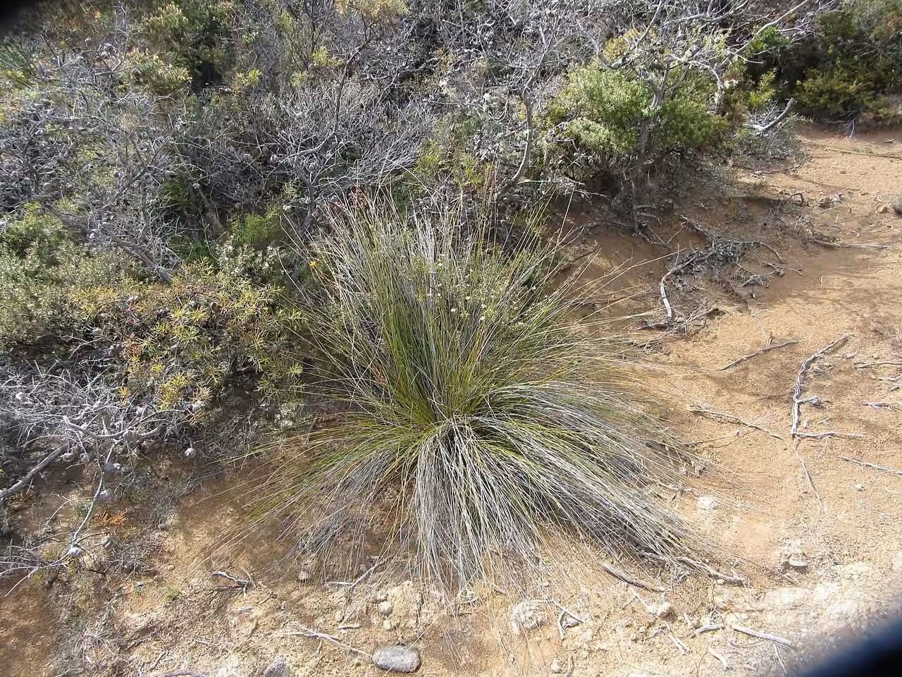 Schoenus tendo (Schoenus tendo)
