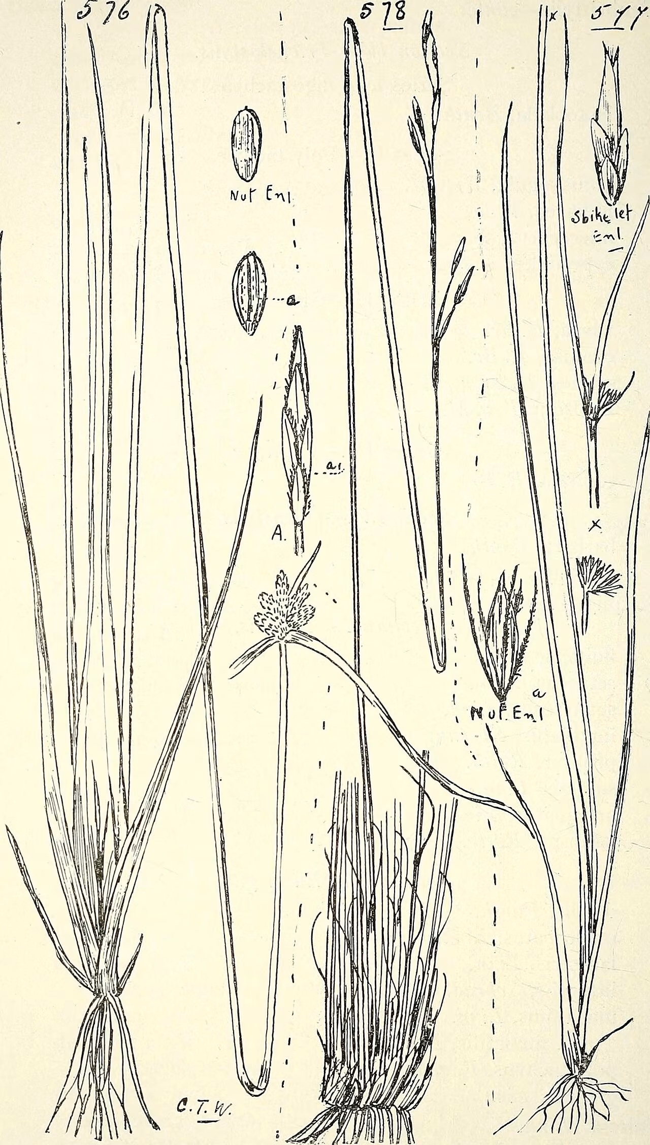 Scirpus polystachyus (Scirpus polystachyus)