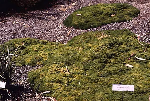 Scleranthus Biflorus Native Plant (Scleranthus biflorus)