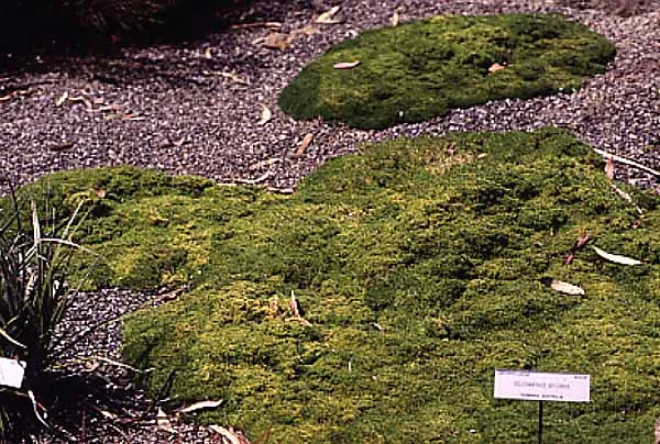 Scleranthus biflorus