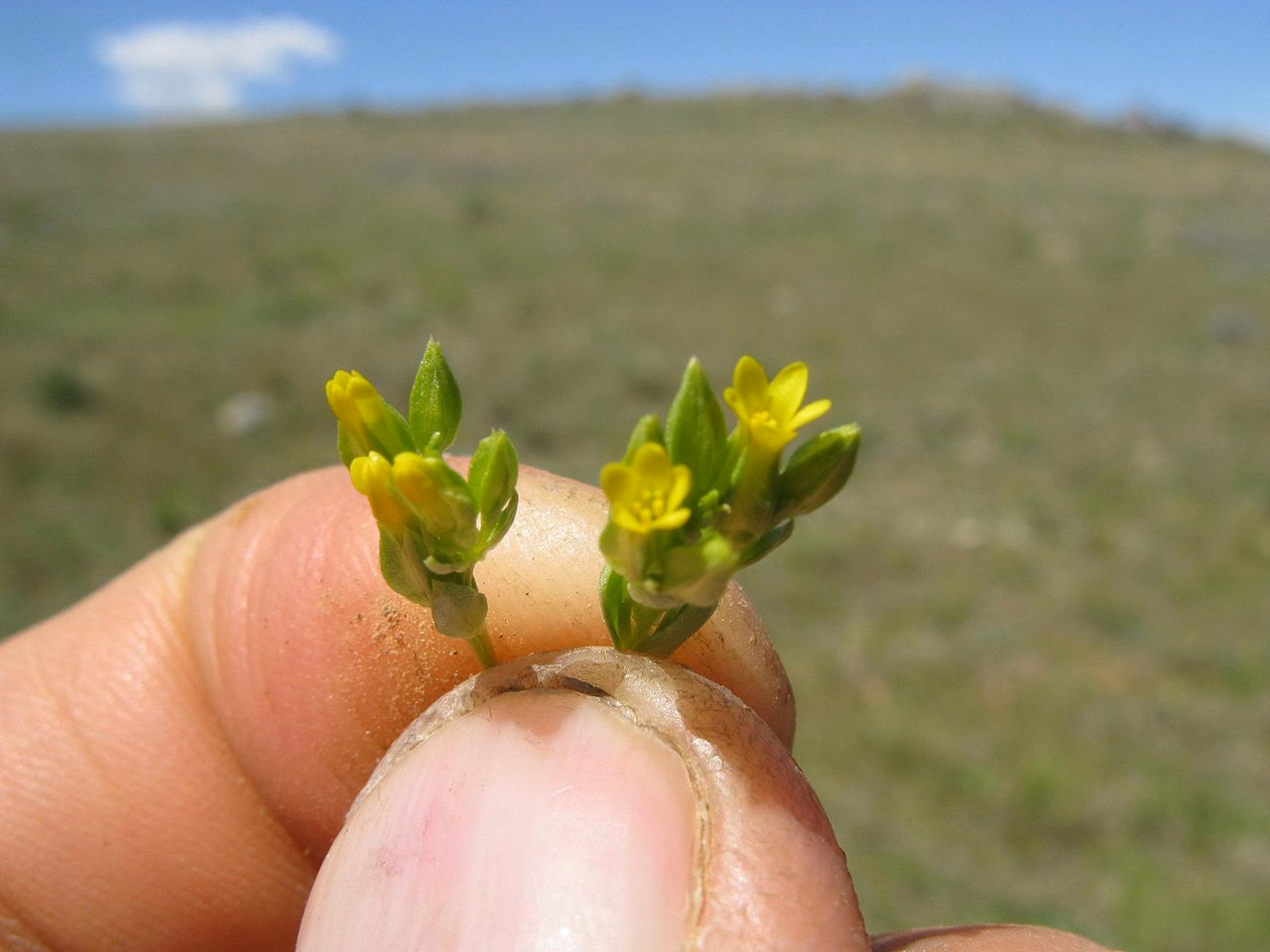 Sebaea ovata (Sebaea ovata) hero image