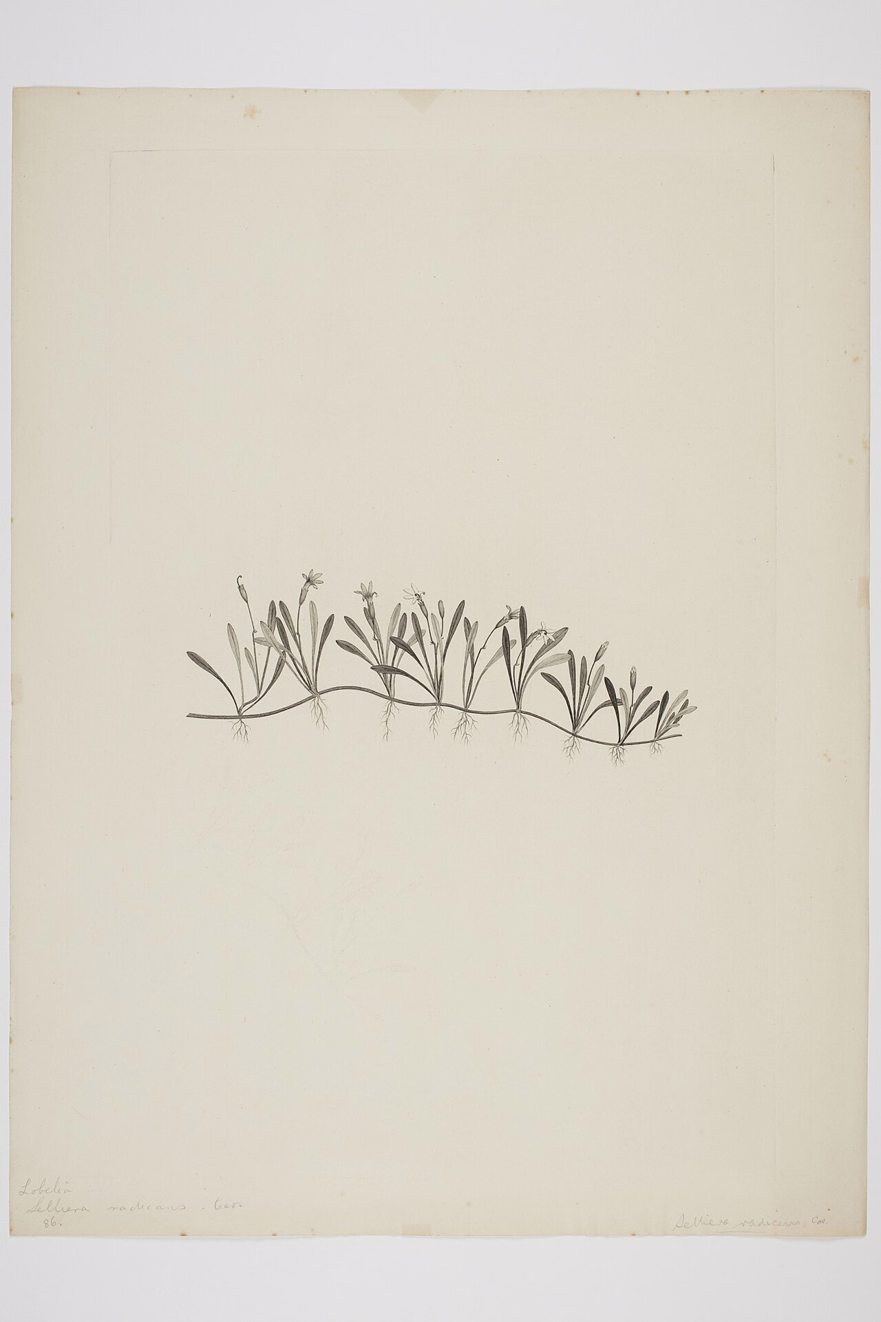 Selliera radicans (Selliera radicans)
