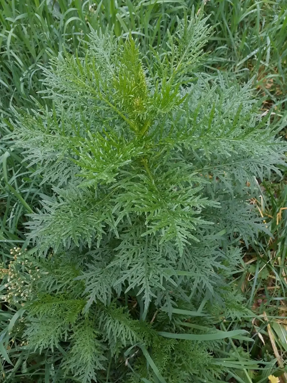 Senecio Bipinnatisectus Native Plant (Senecio bipinnatisectus)