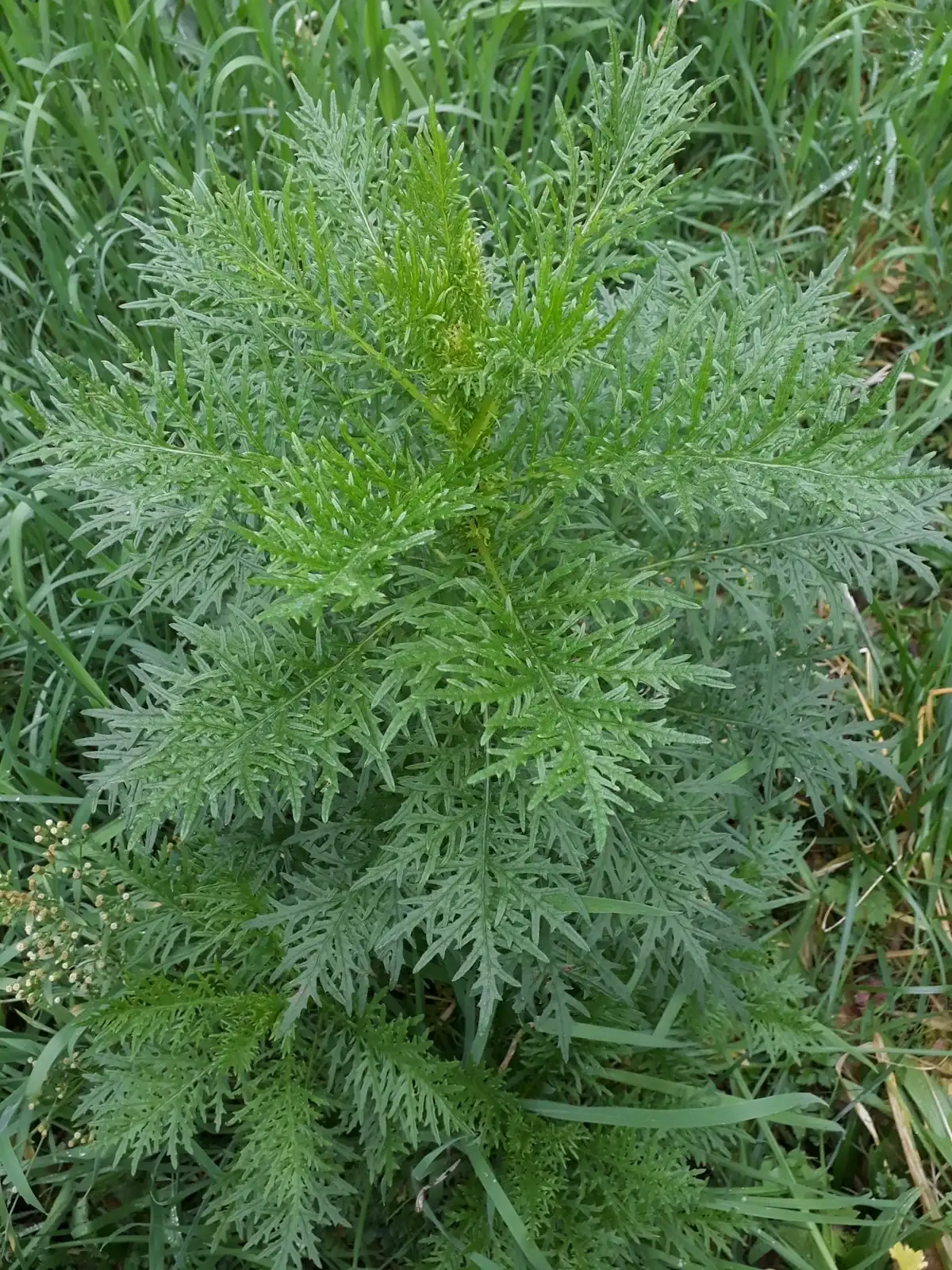 Senecio Bipinnatisectus Native Plant (Senecio bipinnatisectus)