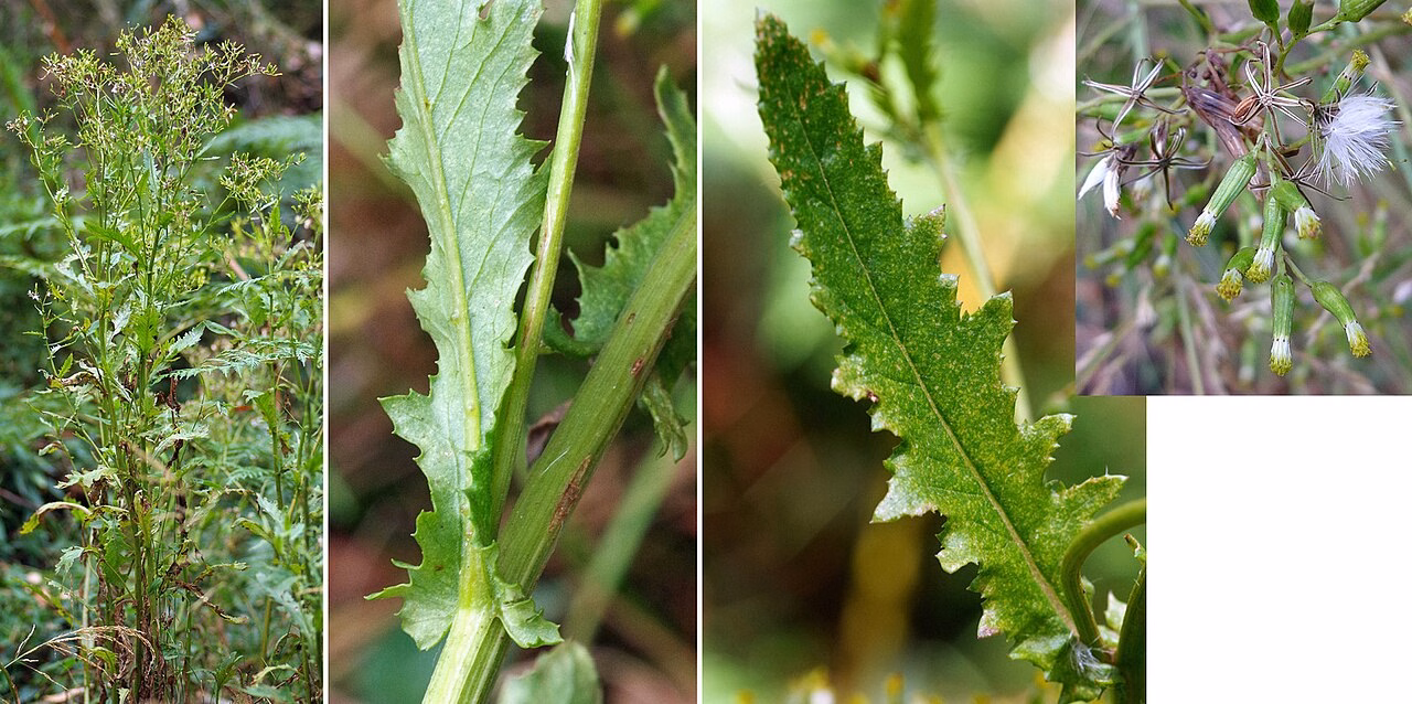 Senecio biserratus (Senecio biserratus)