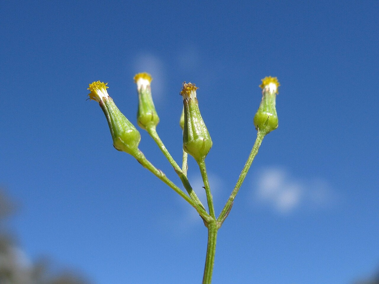 Senecio diaschides (Senecio diaschides) hero image