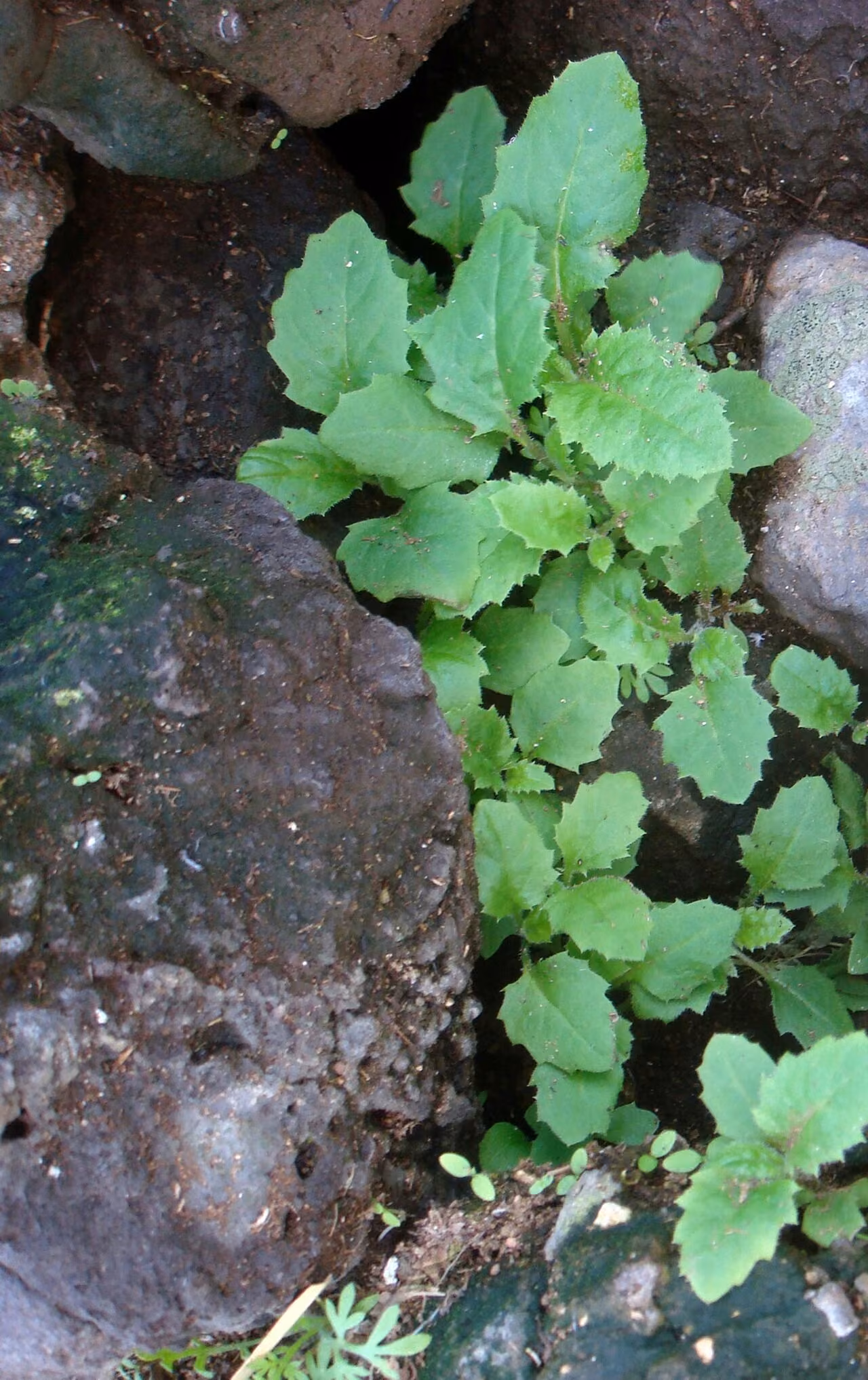 Senecio kermadecensis (Senecio kermadecensis)