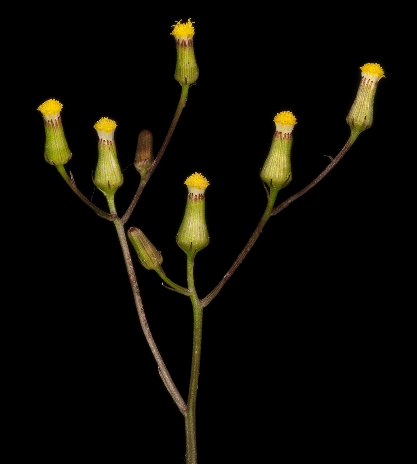 Senecio Quadridentatus Native Plant (Senecio quadridentatus)