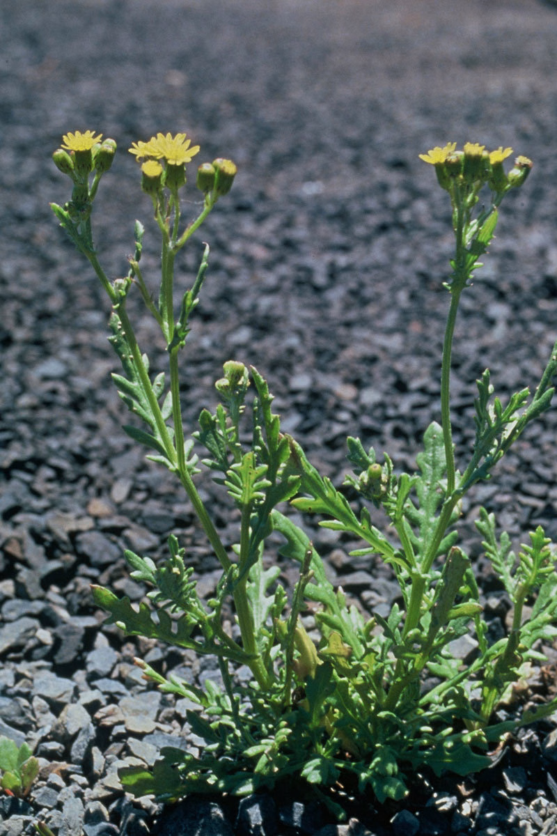 Senecio repangae subsp. repangae (Senecio repangae subsp. repangae)