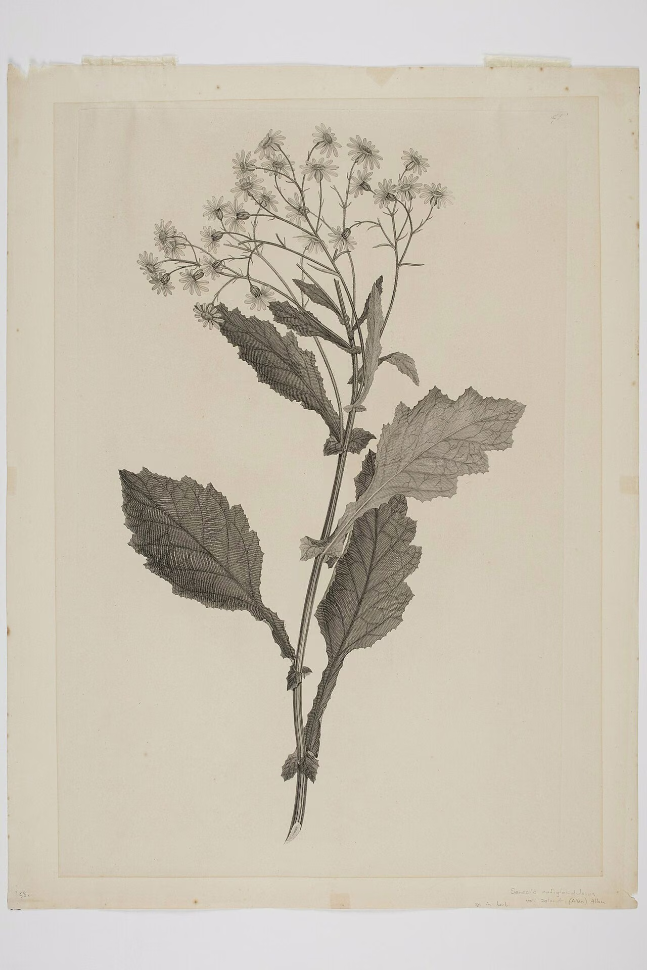 Senecio rufiglandulosus (Senecio rufiglandulosus)