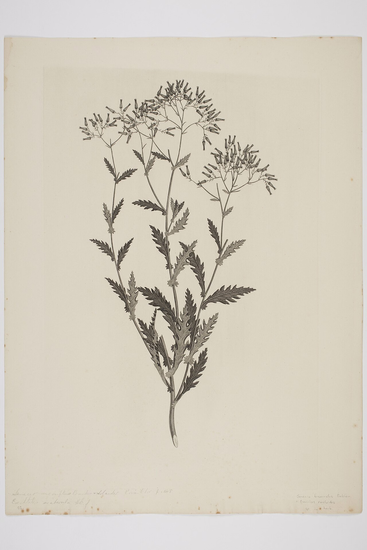 Senecio scaberulus (Senecio scaberulus) hero image