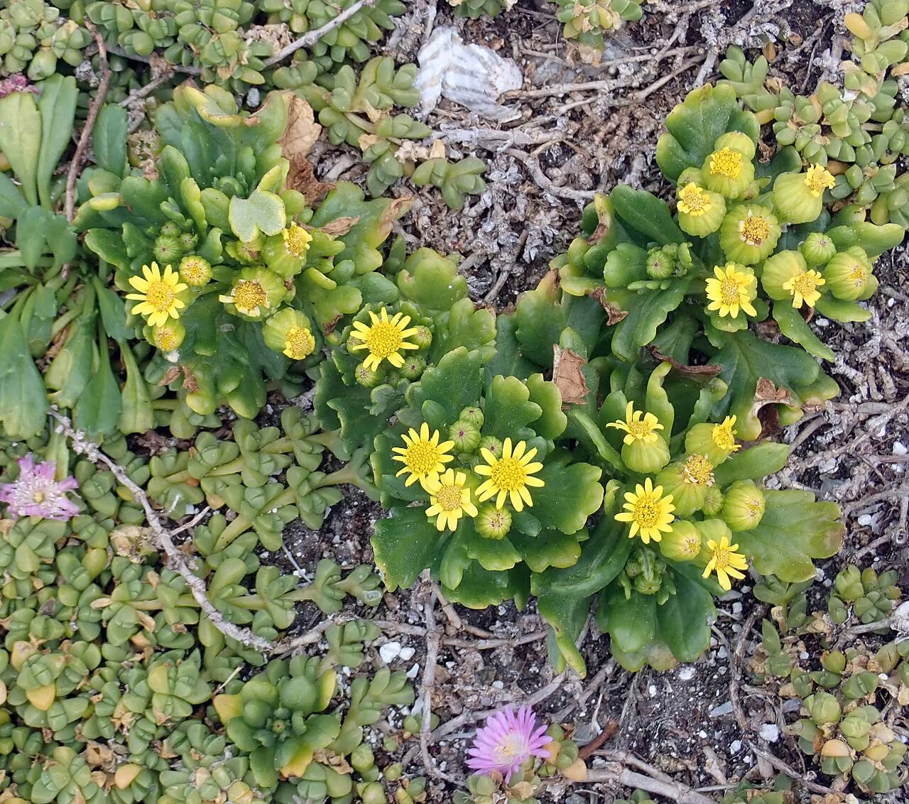 Senecio sterquilinus (Senecio sterquilinus)