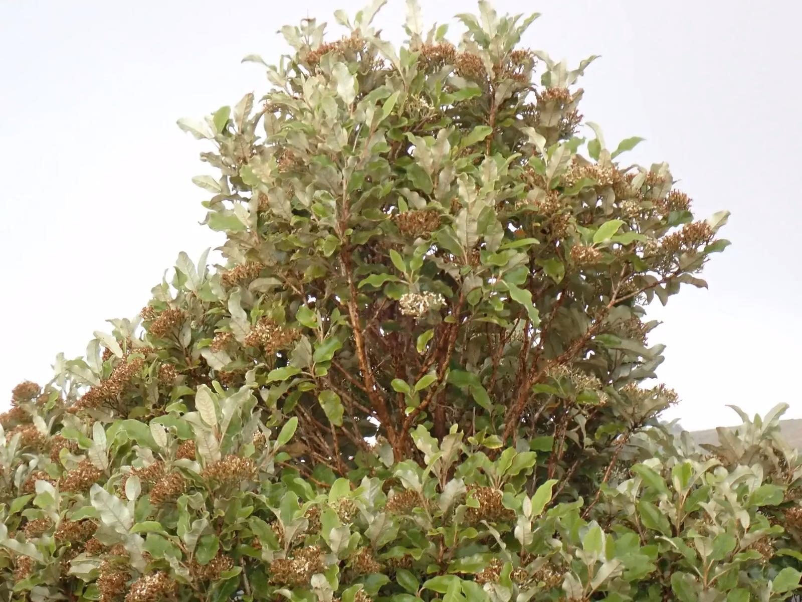 Shawia Albida Native Plant (Shawia albida)