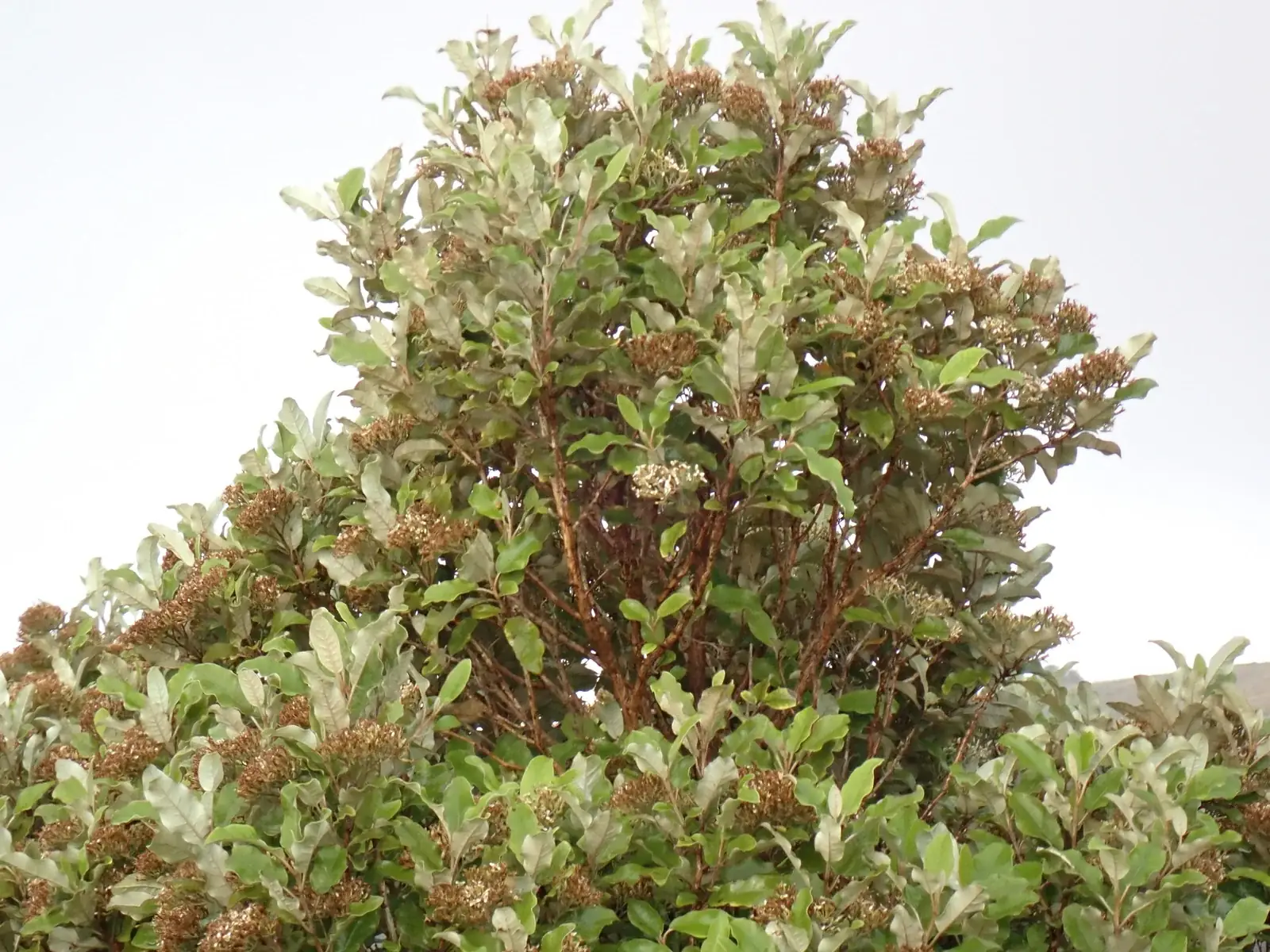 Shawia Albida Native Plant (Shawia albida)