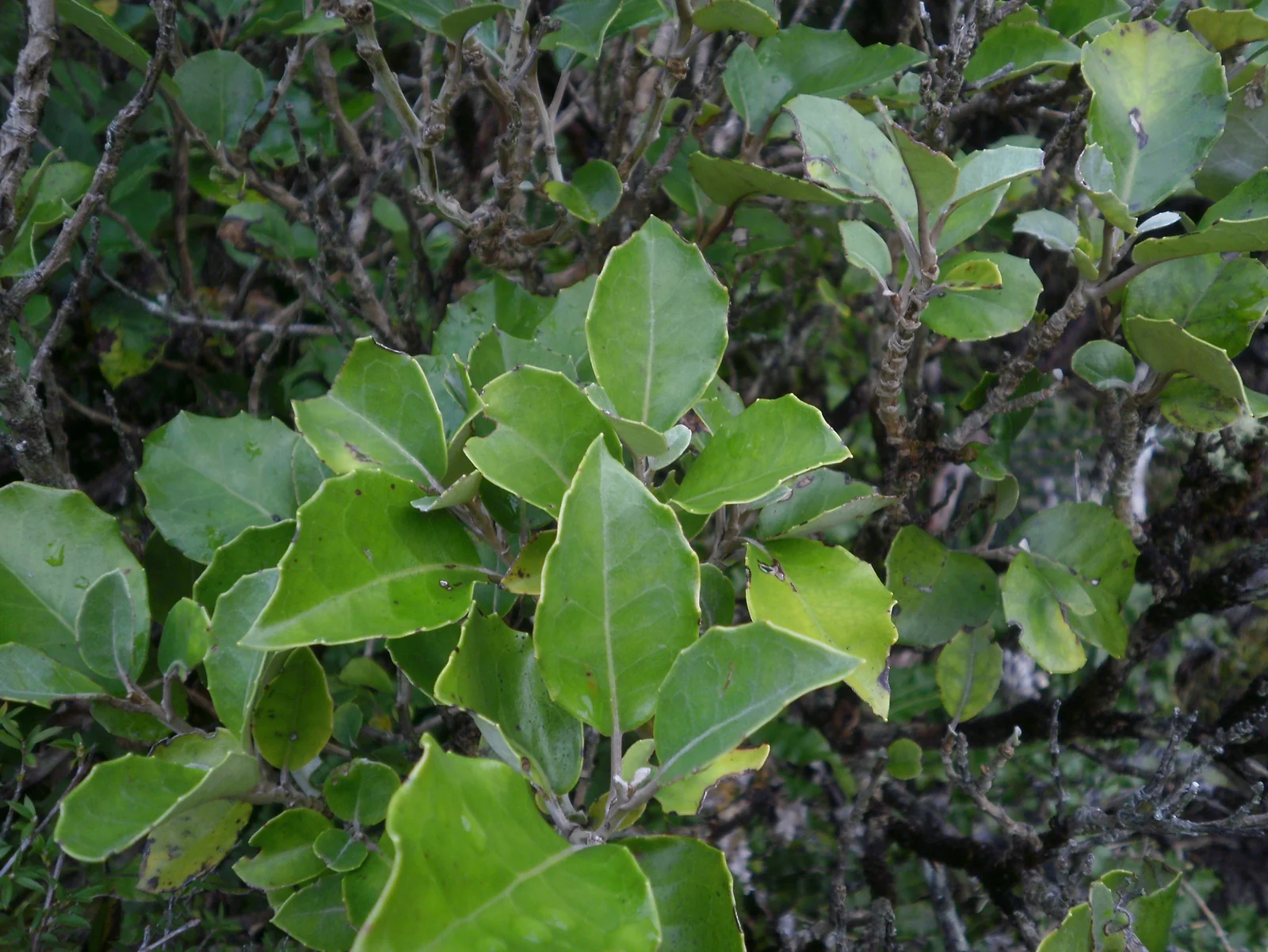 Shawia Arborescens Native Plant (Shawia arborescens)