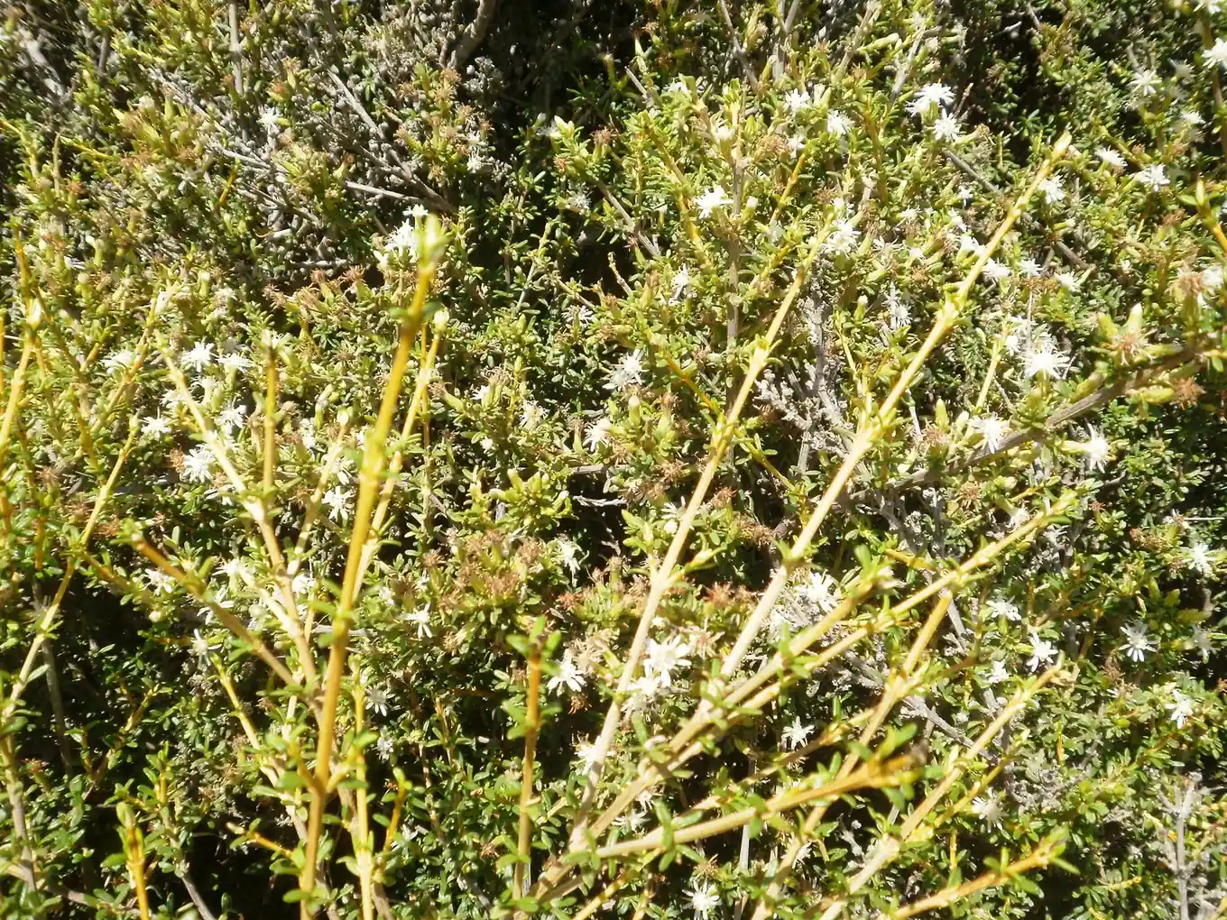 Shawia Solandri Native Plant (Shawia solandri)