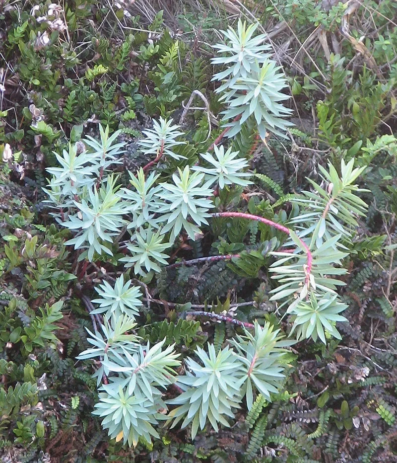 Shore Spurge (Euphorbia glauca)