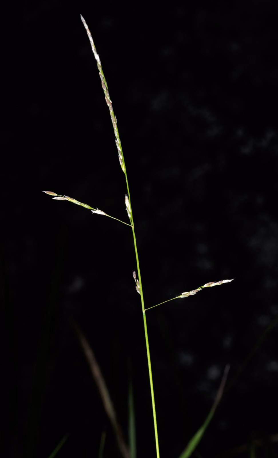 Simplicia buchananii (Simplicia buchananii)