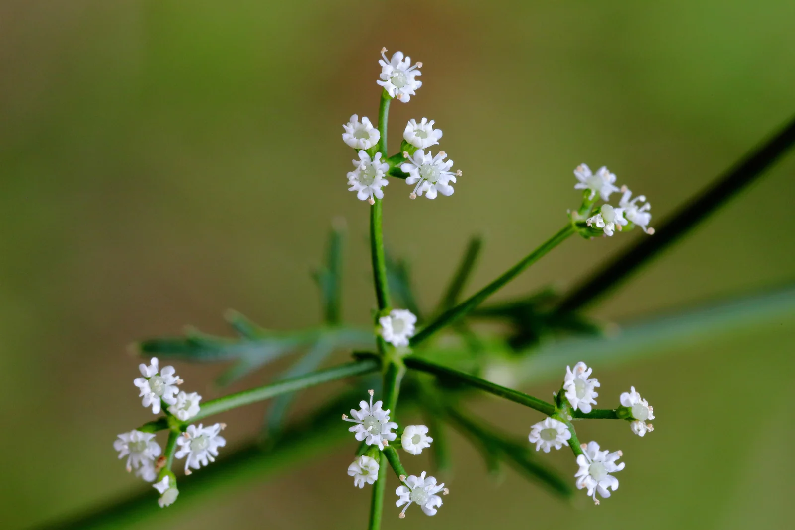 Sison Amomum Native Plant (Sison amomum)