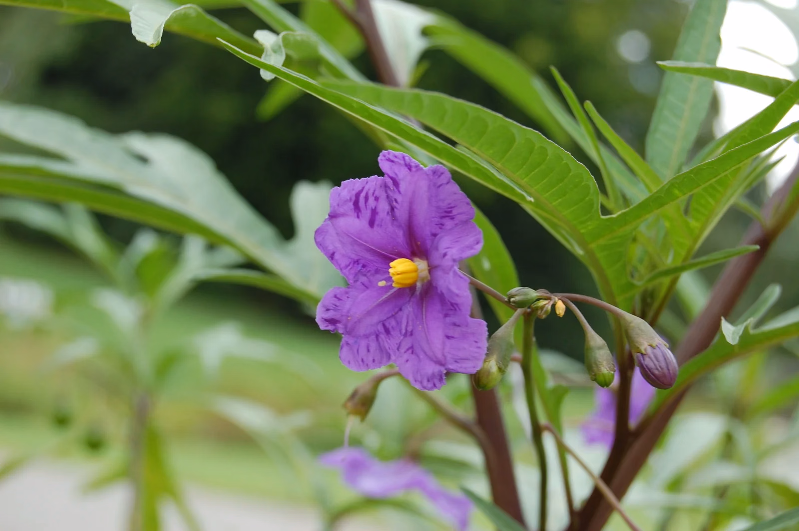 Solanum Laciniatum Native Plant (Solanum laciniatum)